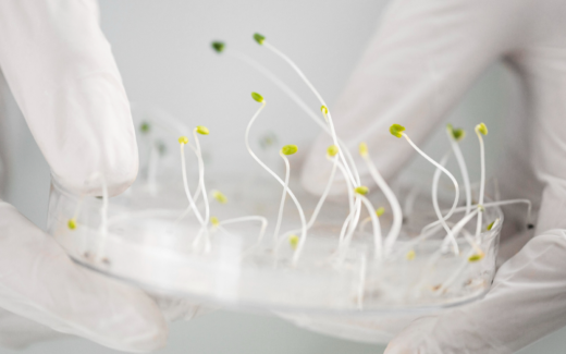 Саморазлагающийся пластик из растений создали в России