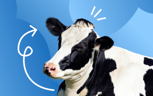 Ферма будущего: можно ли создать идеальные условия для животных? 