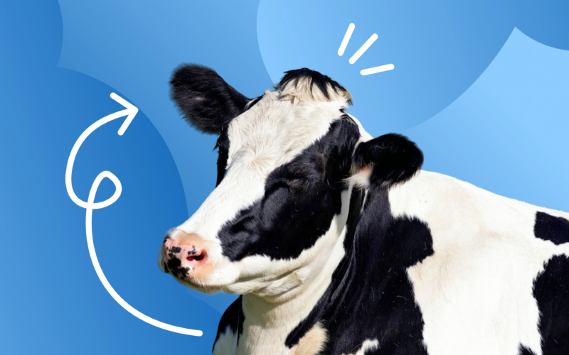 Ферма будущего: можно ли создать идеальные условия для животных? 