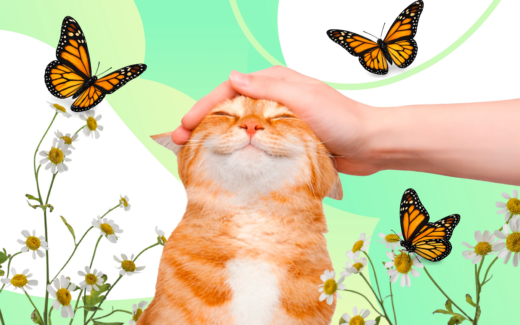 Вещи, которым учат нас домашние животные — и почему рядом с&nbsp;ними становится легче